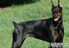 怎样解决杜宾犬偏食