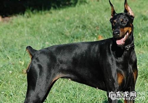 怎样解决杜宾犬偏食