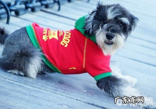 怎么让小狗照顾好自己