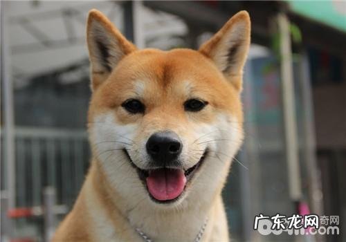 改正狗狗挑食不可以一味饿着