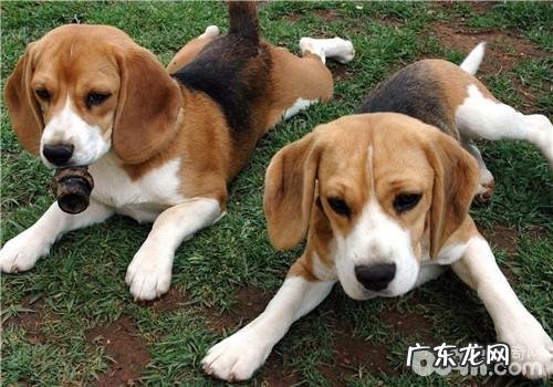 狗狗挑食会危害主人家的生活品质