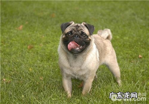 怎样从进餐习惯性处理狗狗挑食