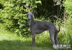 为何走丢的小狗不可以闻着味道回家了