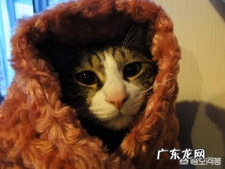 有什么运动可以快速，有效地减肥，大概要怎么做，求回答谢谢？