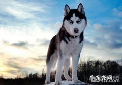 宠物芯片对金毛的功效