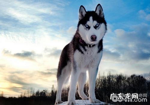 宠物芯片对金毛的功效