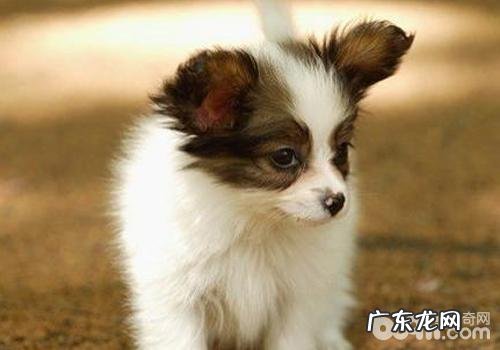 怎样改正蝴蝶犬偏食的习惯性