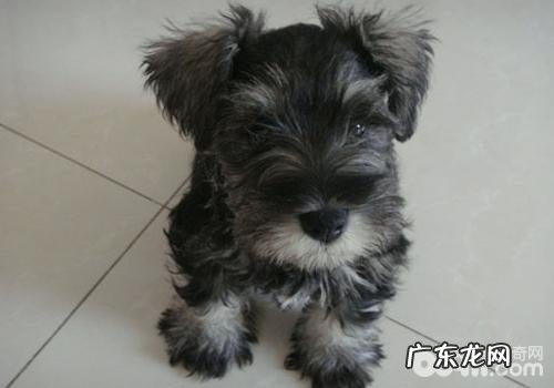 犬粮购买的基本准则