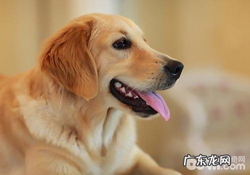 喂养老年人犬要注意什么