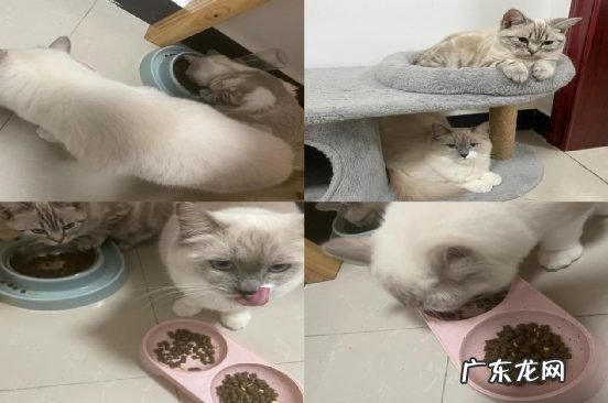 猫粮成“第二母婴”,国产猫粮能打好反击战吗?