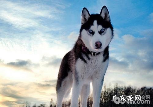 金毛吃什么食物