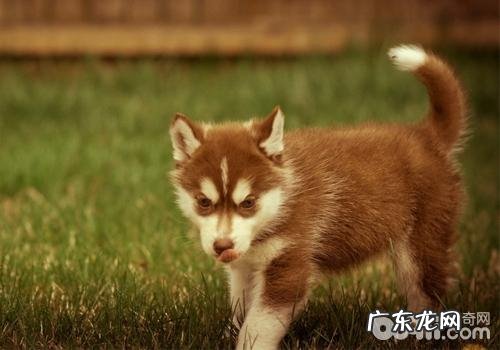 金毛腹泻的缘故到底有什么