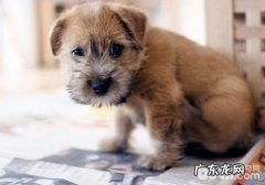 养宠物要明白什么事