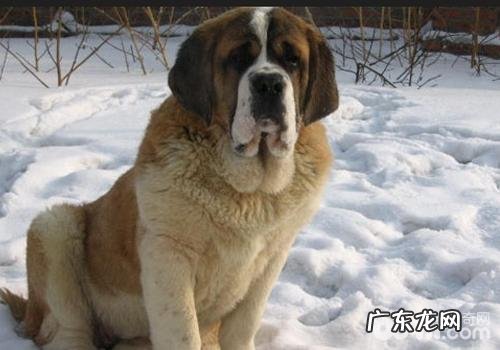 养宠物要提前准备什么日常用具