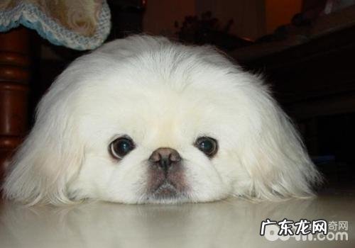 狗狗眼部的保养方法