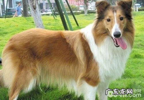 英国德牧犬聪慧吗