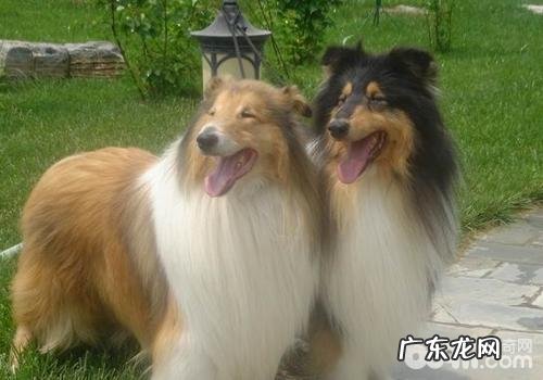 英国德牧犬会乱咬吗