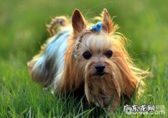 约克夏多少钱一只