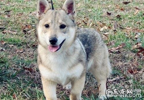 小狗吃牛肉干的利弊