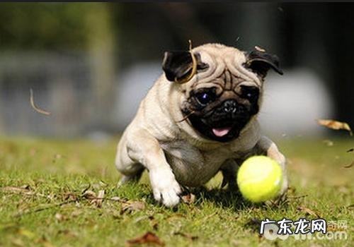 小狗吃哪样肉比较好