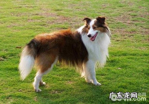 小狗穿衣服存有着什么安全隐患