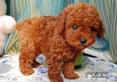 不必过多依靠小狗