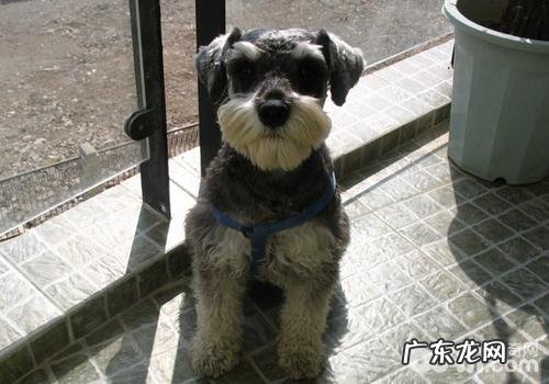 分辨犬粮优劣的好多个错误观念