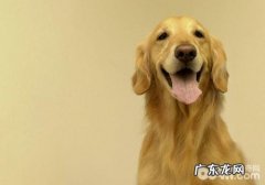 买犬粮的常见问题有什么