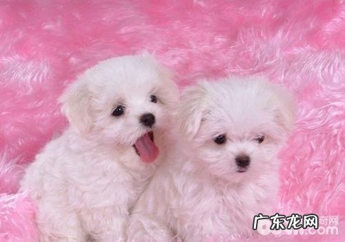 如何提高小狗的免疫能力