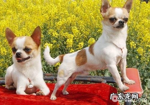 怎样不许小狗发脾气