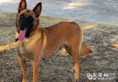 应对小狗白屑的方式