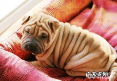 小狗必须一个优良的睡眠质量自然环境