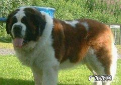 人体脂肪针对小狗的功效