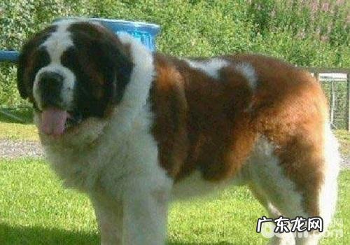 人体脂肪针对小狗的功效