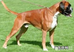 拳师犬合适看门吗