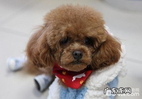 需不需要给泰迪犬梳毛