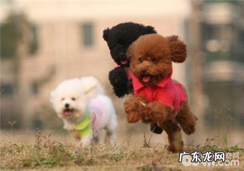 带小狗健身的好处剖析