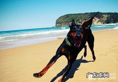 狗狗便秘的缘故及预防