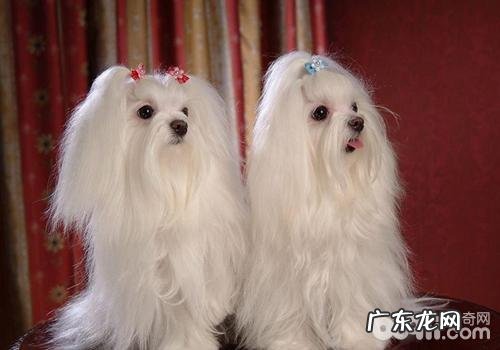 为什么小狗一直啃自身的腿