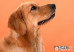 养了狗以后还能再养一只猫猫吗