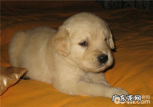 小狗撕破脸皮是有缘故的