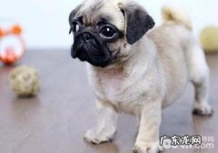 如何辨别非纯种的巴哥犬