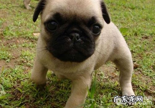 不一样环节的巴哥犬该怎样饲养