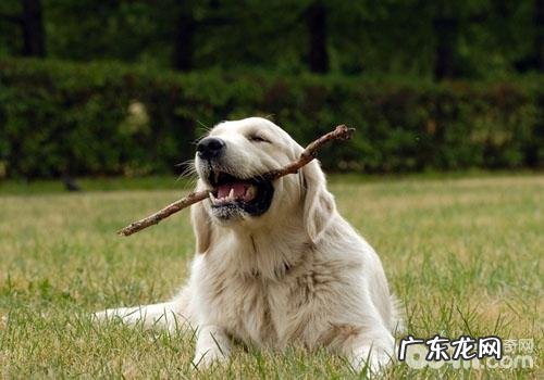 小狗一直要跟主人家玩该怎么办