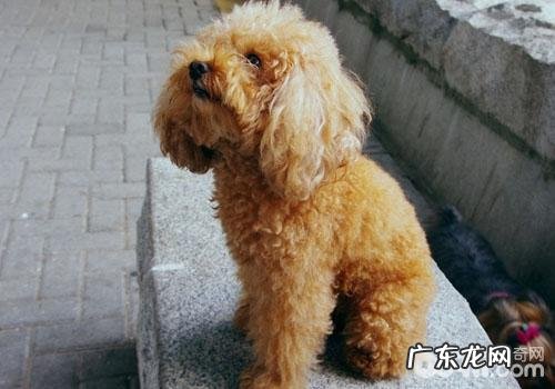 小狗不睡自身的窝该怎么办