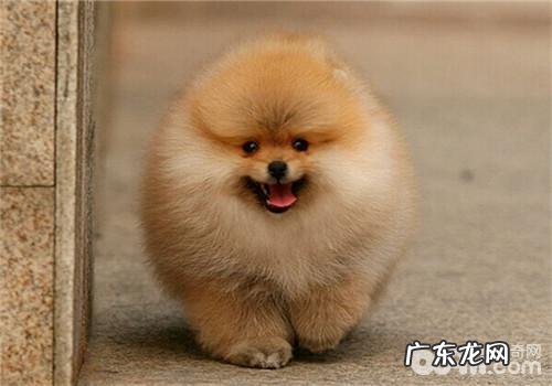 英系博美犬多少钱一只