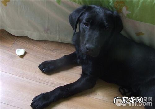 如何给拉布拉多犬选择淋浴宠物香波