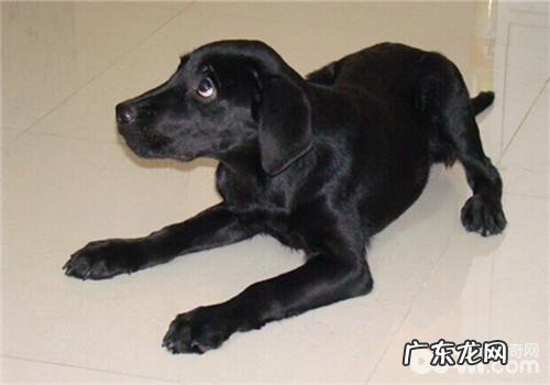 灰黑色拉布拉多犬的价钱较高