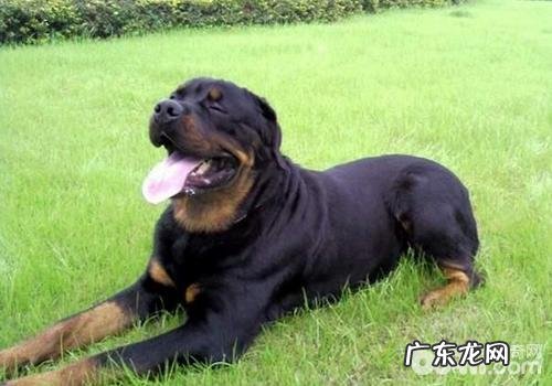 自然环境和气侯对小狗有哪些危害