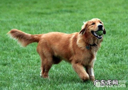 金毛掉毛多该怎么办